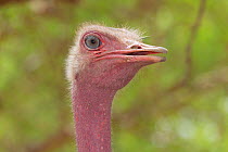 Ostrich (Struthio camelus) male head close up, beak open, Niamey, Sahel, Niger.