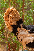 Ostrich (Struthio camelus) male tail feathers close up, Niamey, Sahel, Niger.