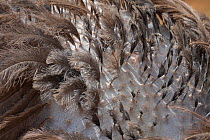 Ostrich (Struthio camelus) feather close up, Niamey, Sahel, Niger.
