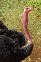 Ostrich (Struthio camelus) male, Niamey, Sahel, Niger.