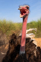 Male North African ostrich (Struthio camelus camelus) calling, Sharjah, UAE. Captive  IUCN: Critical.