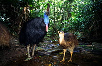 Double-wattled cassowary (Casuarius casuarius) adult and juvenile in rainforest, Australia.  IUCN: Vulnerable.