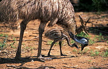 Emu (Dromaius novaehollandiae) parent with chick pecking the ground, Australia. Captive.
