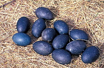 Emu (Dromaius novaehollandiae) eggs, Australia.