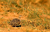 Spotted nothura (Nothura maculosa) in grassland, Argentina.
