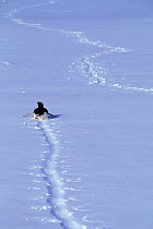 Lone Adelie penguin (Pygoscelis adeliae) tobogganing on ice shelf, Antarctica.