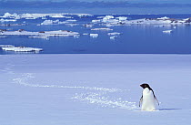 Lone Adelie penguin (Pygoscelis adeliae) and its trail in the snow appearing lost, 10km from sea, Antarctica.