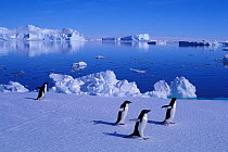 Four Adelie penguins (Pygoscelis adeliae) walking across ice, Dumont d&#39;Urville base, Adelie land, Antarctica.