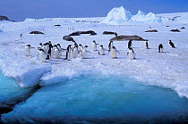 Huddle of Adelie penguins (Pygoscelis adeliae) wandering around Crabeater seals (Lobodon carcinophagus), Dumont d&#39;Urville base Adelie land, Antarctica.