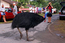 Southern cassowary (Casuarius casuarius) crossing a camping site road, with people watching in background, Mission Beach, Queensland, Australia. 1999 IUCN: Vulnerable.