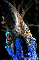 Close up of Southern cassowary (Casuarius casuarius) head, Australia. IUCN: Vulnerable. Captive.