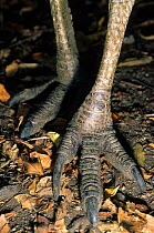 Close up of Southern cassowary (Casuarius casuarius) feet, Australia.  IUCN: Vulnerable. Captive.