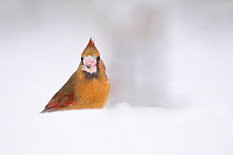 Female Northern cardinal (Cardinalis cardinalis) with snow-covered bill from eating seeds in deep snow, winter, New York, USA.
