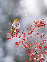 Female Pine grosbeak (Pinicola enucleator) perched among crabapple (Malus sp.) fruits in falling snow, near Scenectady, New York, USA.