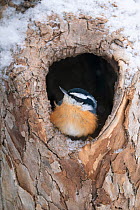 Male Red-breasted nuthatch (Sitta canadensis) perched in the entrance of tree hole in winter, New York, USA.