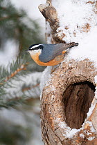 Male Red-breasted nuthatch (Sitta canadensis) perched near tree hole in winter, New York, USA.