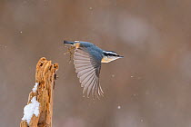 Female Red-breasted nuthatch (Sitta canadensis) taking flight from perch in winter, New York, USA