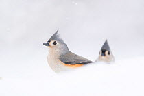 Two adult Tufted titmice (Baeolophus bicolor) surrounded by snow, winter, New York, USA.
