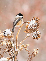 Black-capped chickadee (Poecile atricapillus) perched on snow-covered, sunflower seed head in winter, New York, USA.