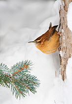 Carolina wren (Thryothorus ludovicianus) clinging to the side of a snow covered tree stump in winter, near New York, USA.