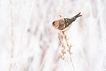 Male Common redpoll (Acanthis flammea) perched on snow-covered dead stem of Evening Primrose (Oenothera biennis),ready to feed on the seeds, New York, USA