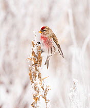 Male Common Redpoll (Acanthis flammea) perched on snow-covered dead stem of Evening Primrose (Oenothera biennis), from which it will eat seeds, New York, USA