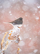 Dark-eyed junco (Junco hyemalis) perched on a dead sunflower seed head during snowstorm, New York, USA