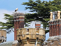 White stork (Ciconia ciconia) chick begging from a parent in a nest built on the chimneys of Knepp Castle, Sussex, UK, June.