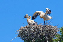Large White stork (Ciconia ciconia) chick exercising its wings on the nest, beside its two siblings, Knepp Estate, Sussex, UK, June.