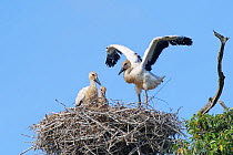 Juvenile White stork (Ciconia ciconia) chick exercising its wings on the nest beside its two siblings, Knepp Estate, Sussex, UK, June.