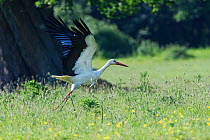 White stork (Ciconia ciconia) adult taking off after foraging for insects on grassland, Knepp Estate, Sussex, UK, June.
