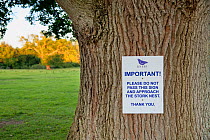 Sign requesting visitors to keep a good distance from a White stork (Ciconia ciconia) nest in an oak tree, Knepp Estate, Sussex, UK, June.