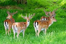 Fallow deer (Dama Dama) stags in velvet standing in a shady woodland spot on a hot day, Knepp Estate, Sussex, UK, June.