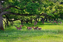 Fallow deer (Dama Dama) stags in velvet standing in a shady woodland spot on a hot day, Knepp Estate, Sussex, UK, June.