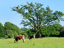 English longhorn cattle (Bos taurus) grazing near an Oak (Quercus robur) tree where White storks (Ciconia ciconia) are nesting, Knepp Estate, Sussex, UK, June.