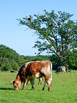 English longhorn cattle (Bos taurus) grazing near an Oak (Quercus robur) tree where White storks (Ciconia ciconia) are nesting, Knepp Estate, Sussex, UK, June.