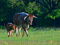 English longhorn cow (Bos taurus) with calf walking at sunset, Knepp Estate, Sussex, UK, June.