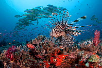 Lionfish (Pterois volitans) patrolling the edge of Suzie&#39;s Bommie, a healthy reef and popular dive site accessible from Lololata Island Resort near Port Moresby, Coral Sea, Papua New Guinea.