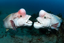 Two mature male Asian sheepshead wrasses (Semicossyphus reticulatus) fighting over territory during breeding season. Mature males take on a whitish coloration, when approaching females and during terr...