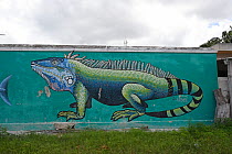 Wall painting of land iguana, Chicxulub, North Coast of Yucatan Peninsula, Mexico.