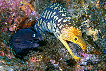 Black moray (Muraena augusti) and Tiger moray (Enchelycore anatina) coming out of rock crevice with mouths open, Tenerife, Canary Islands, Atlantic Ocean.