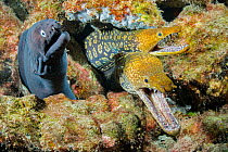Black moray (Muraena augusti) and two Tiger moray eels  (Enchelycore anatina) peering out from rock crevice with mouths open, Tenerife, Canary Islands, Atlantic Ocean