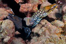 Two Black moray (Muraena augusti) one  Brown Moray (Gymnothorax unicolor) and one  Tiger moray eel (Enchelycore anatina) peering out from underwater crevice, Tenerife, Canary Islands, Atlantic Ocean.