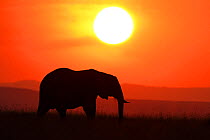 RF - African elephant (Loxodonta africana) silhouette at sunset, Maasai Mara, Kenya, Africa. (This image may be licensed either as rights managed or royalty free.)