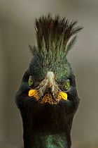 RF - Common shag (Phalacrocorax aristotelis) portrait of nesting bird, Farne Islands, UK. (This image may be licensed either as rights managed or royalty free.)