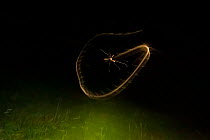 Cranefly (Tipula paludosa) flight trail over meadow in old quarry on autumn night in Somerset, England. September.