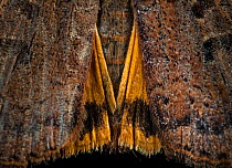 Wing detail of dead Large yellow underwing moth (Noctua pronuba), one of main prey species of Grey long-eared bat (Plecotus austriacus). September.