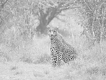 African leopard (Panthera pardus) female in monochrome, Masai Mara, Kenya, Africa.
