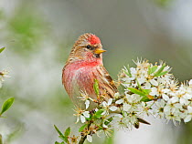 Common redpoll (Acanthis flammea) male on spring blossom in garden, UK. April.