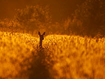 Roe Deer (Capreolus capreolus) in morning light, UK. June.